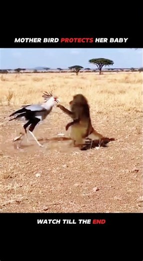 Secretary bird survives baboon attack ✅ #animals #wildlife #shorts