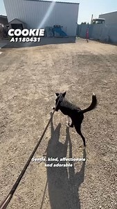 27 reactions · 12 shares | COOKIE (A1180431) is a perfect angel. She...