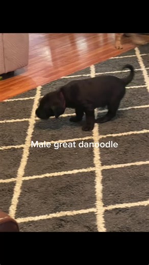 Great Dane / poodle mix #bigdamndogs