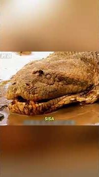 5-Meter Giant Python Defeated by the Cruelty of Nature | Survival Struggle Amidst Drought#shorts