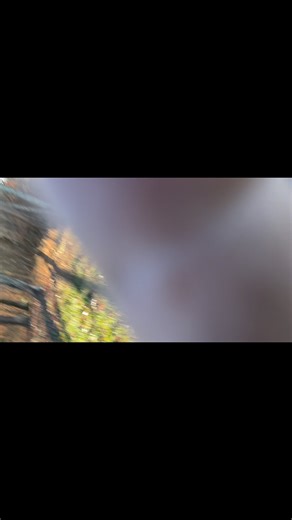 3 comments | 22 Iberico gilts and barrows for sale. | Iberico Acres | Facebook