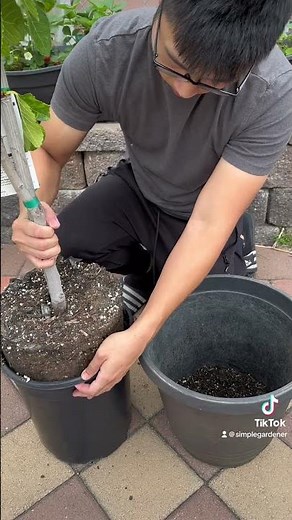 Repotting a Fig Panache tree