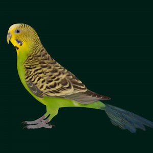 Budgerigar Budgie Bird - 3D Model by Nyilonelycompany