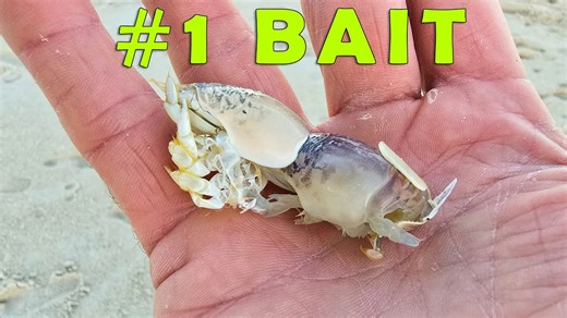 Catch More Pompano with This Bait