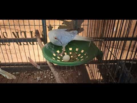 Dove disappointing me, what will be next?
