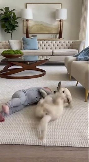 Cute Baby Rolling 🤼🐾 | Puppy Walker Scene ✨ | Rope Pull Fun 🐶