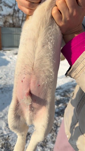 Puppy Jack Russell terrier.Цуценята Джек Рассел терʼєра🇺🇦 on Instagram: "It was a harsh winter 🥶 #winter #funny #jrt_kennel_fortuna_fox #jackrussellterrier #viralvideo #джекрасселтерьер #jackrussellpuppy #джекрассел #puppy"