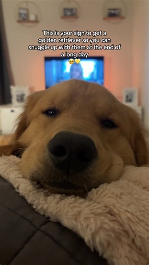 The best cuddle buddy! 🥹♥️ #dogsoftiktok #goldenretrieversoftiktok #goldenretrievers #cutedogs #puppiesoftiktok