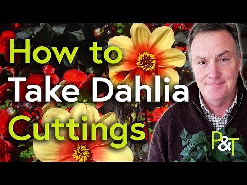 How to Take Dahlia Cuttings - Pots & Trowels
