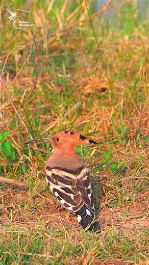 Eurasian Hoopoe #birds #nature #shortsfeed #shorts