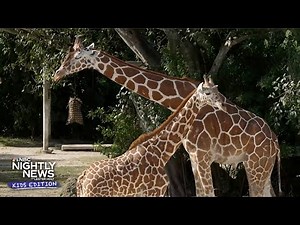 How tall can giraffes get? Learn all about these majestic animals | Nightly News: Kids Edition