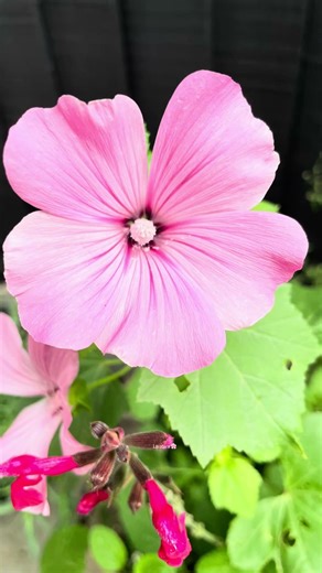 If you love a cottage garden… these 5 plants are a must 🌸 #gardeningforbeginners #gardenideas