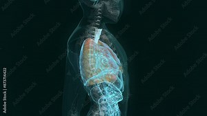 Medical Laboratory Analysis. Using the Modern Analysing Research Tool. Skeleton Projection of the Rotating Human Body. Selecting the Lungs and a Trachea. Searching for the Virus Marks. Data Analysis.