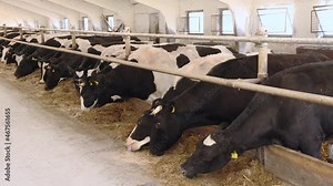 Line of Black and white Holstein Friesian dairy cattle eating hay and silage through metal bars from a barn. cows in a stable eating silage