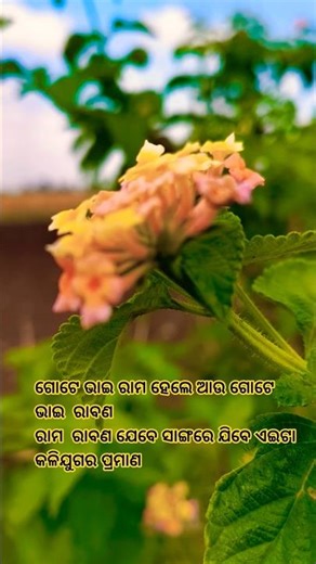 Saraga Parite || ସରଗ ପରିଟେ || Yellow Colour Flower 🌺🌹