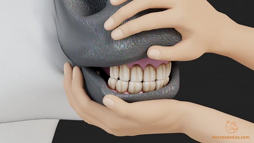 How to tell a horse's age by its teeth: Ultimate Guide