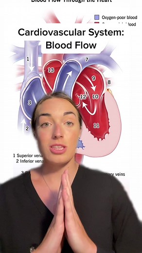Understanding the Cardiovascular System: Explained in Detail