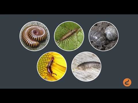 Common Bugs Found in Your Home: Homeowner’s Guide to Pest Control