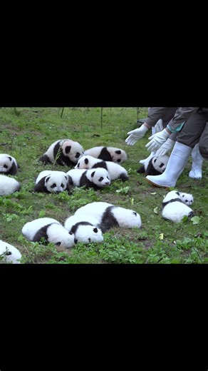 Baby Panda's Adorable First Camera Encounter