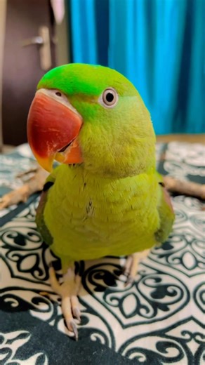 Mittu Ka Naughty Mood ON… Bed Par Baithte Hi Shuru Shararat 😈 #parrot #mittubeti #superbparrot
