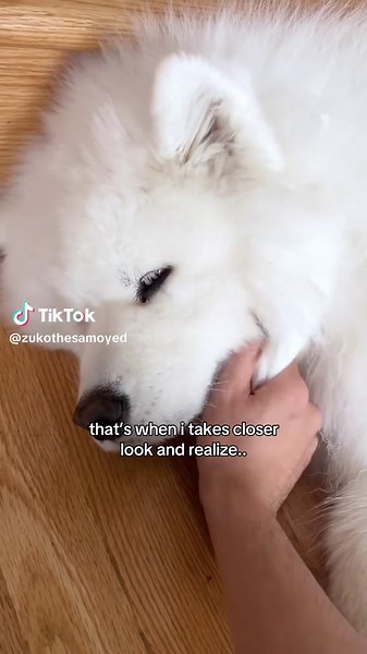 Adorable Samoyed Dog: The Ultimate Fluffy Companion