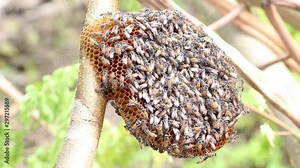 Honeycomb and bee or Apis florea on moringa tree and blur green leaves background.