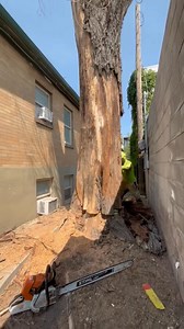 9,500 lbs of tree safely lifted by crane 🏗️ Precision tree removal just feet from the building. No damage, no shortcuts just skill, planning, and the right equipment. Trust the pros when the stakes (and the trees) are high! 🐵 #TreeRemoval #Crane #BestInSaltLakeCity #Arborist #TeamWork #SaltLakeCity #Utah | Rent A Monkey Tree Service