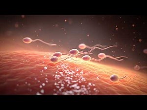 Sperm Selection: How Cervical Mucus Chooses Who Survives