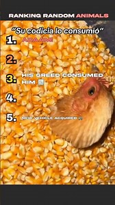 Best random animal moments