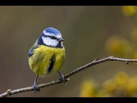 LIVE FEED | Nest Box 1 | Angmering, West Sussex | UK | 2026