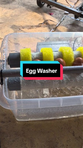 Egg Washer Mesin Basuh Telur #finalyearstudent #arduino #finalyearproject #electronics #esp32