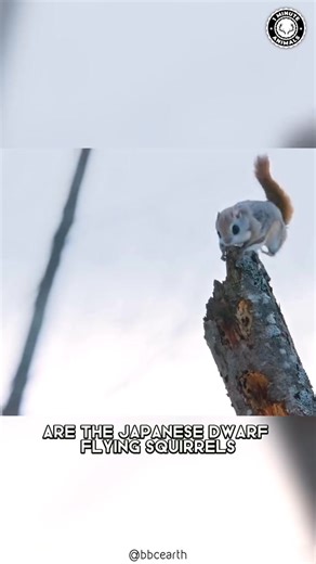1.2K views | Japanese Flying Squirrel  Adorable Flying Acrobats! #flyingsquirrel #squirrel #squirreltok #squirrellife #squirrelgang #squirrellove | Cute Animals | Facebook