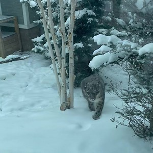 30K views · 1.1K reactions | When did you fall in love with snow...