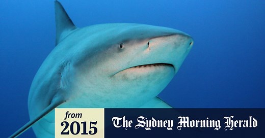 Diver killed by shark off Tasmania