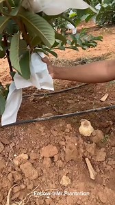 133K views · 1.6K reactions | Plants available, contact number 9080712340 勞New one 勞掠, wite for end 類勞...⚠️# endamilhealthtips #tamil #coimbatore #kovai #mumbai #coimbatoregirls #coimbatore#dragonfruitbenefits #pitayafruit #fruitsbenefits #weightloss #tips #tamilhealth #health #healthvideos #kovai #kochi #top #no1 #kovai#fruit #guava #taiwanpinkguava #taiwanpink #nursery #fruits #business #green #greenfruit #drawing #dragonfruitdiaries | gre_nursery | Facebook