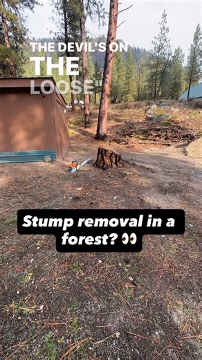 Up here in the jungle taking out some BEAUTY Ponderosa Pine stumps 😍 Gosh darn it it’s beautiful up here! FOLLOW for more stump grinding content! Shoot us a DM for a quote ✅ | Woods Stump Removal LLC