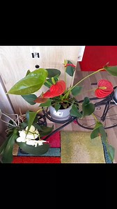 Adeline Nemlin on Reels