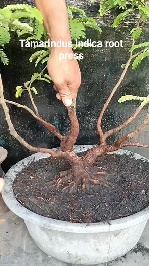 196K views · 1.6K reactions | Pres akar... #tamarindusIndica #bonsaitree #bonsaiworld | Imelda Bonsai | Facebook