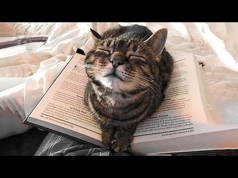 😇 If You Laugh, You Will Lose - Funniest Cats Expression Video 😇 - Funny Cats Life