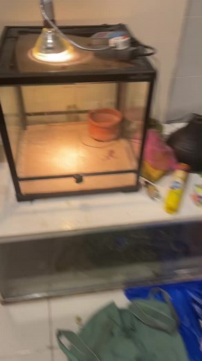 Handling Python Snakes in a Terrarium