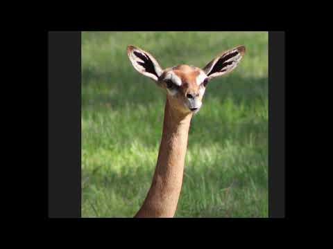 The Gerenuk from the toaster thing.
