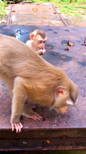 Mother monkey Lilo and baby Lila. | Monkey Reels