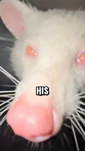 Why is this rare Albino Raccoon completely frozen? 🦝❄️ #animals