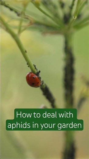 How to deal with aphids by taking advantage of their natural predators 🐞