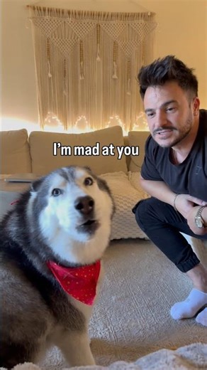 Why Huskies are so dramatic? 🙄👀