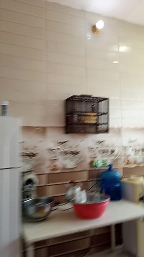 Exploring Parakeet Behavior in a Domestic Setting