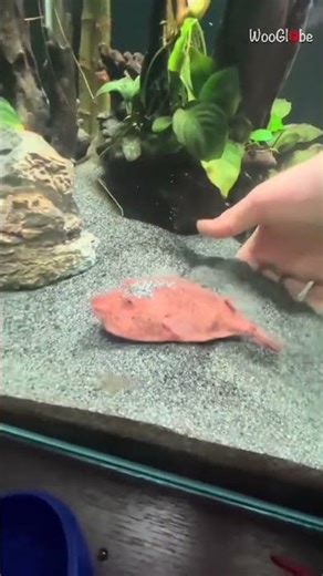 Quiet Humor: Fish's Hilarious Nap Interrupted || WooGlobe