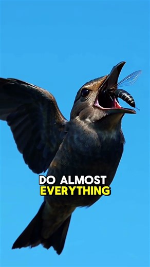 common swift mostly stays in air .#facts #undiscovered #animals #birds