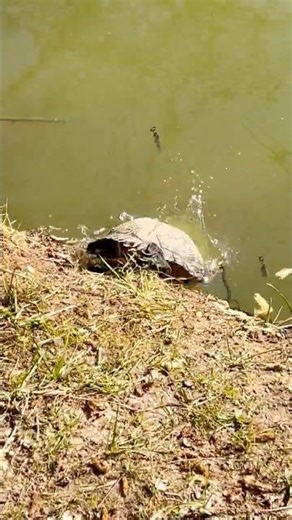 Tartaruga ou Cágado? 🐢💦