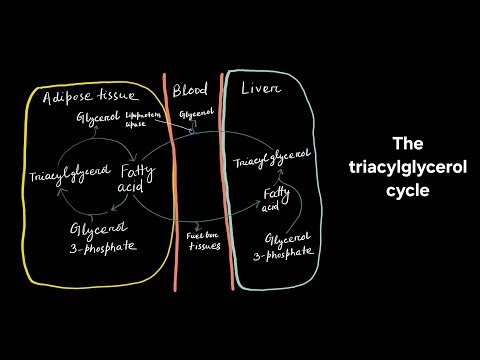 Triacylglycerol cycle